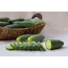 Srem Cucumber F1 Torafi köögiviljaseemned, 5 g pakend