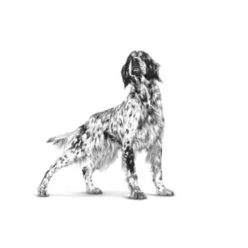 Kuiv koeratoit Royal Canin Hypoallergenic veterinaarne koostis, 2 kg, linnuliha, täiskasvanud koerad, gluteenivaba