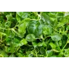 Watercress Toraf köögiviljaseemned, 0,2 g pakend