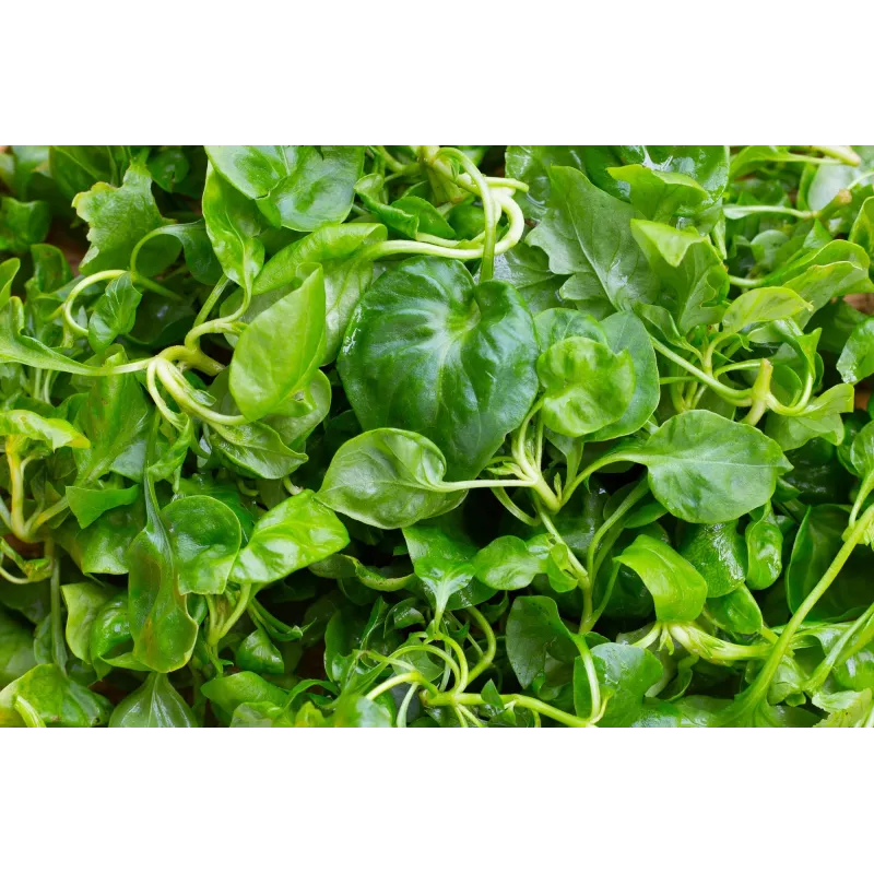 Watercress Toraf köögiviljaseemned, 0,2 g pakend