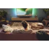 Soundbar-kõlar Philips TAB5309/10 120 W