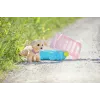 Nukukoer ZAPF BABY born My Dog Lucky koos karbiga – tekstiil/plastik, mitmevärviline, vanusele 3–12, vajab 4×AAA patareid