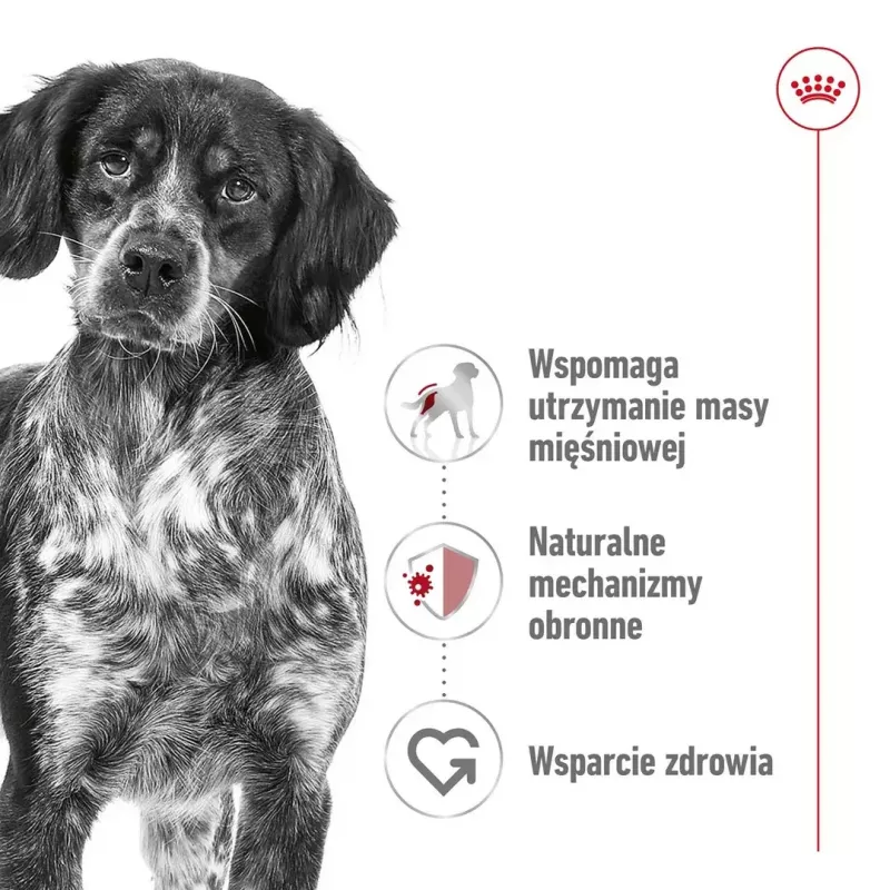 Royal Canin SHN Medium Adult kuiv koeratoit, 4 kg