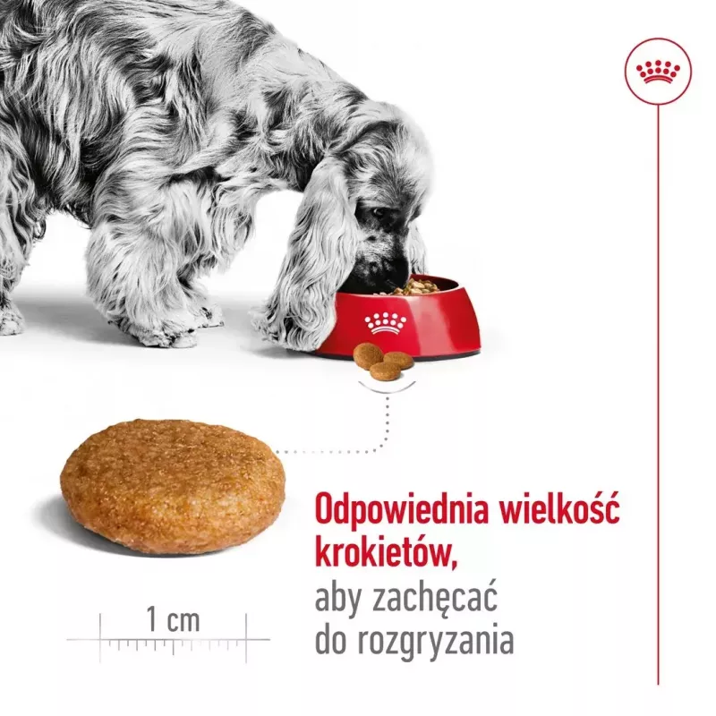 Royal Canin SHN Medium Adult kuiv koeratoit, 4 kg