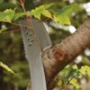 Aiamatšeete Fiskars 1051236 roostevaba teras oranž käepide