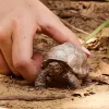 Figuur, Schleich, WILD LIFE hiidkilpkonn