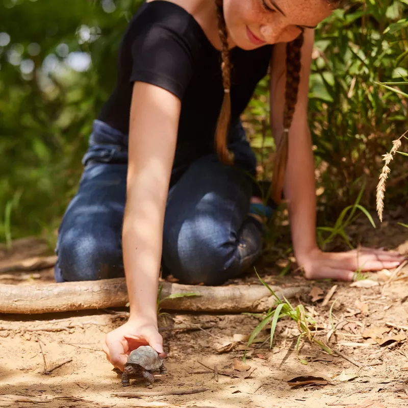 Figuur, Schleich, WILD LIFE hiidkilpkonn