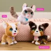 FurReal Poop-a-lots Corgi, Poisile/Tüdrukule, 4 a, Heliga FurReal Poop-a-lots Corgi. Toote värv: Mitmevärviline