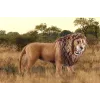 Schleich WILD LIFE Möirgav lõvi mitmevärviline plastik 3+ aastat