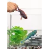 schleich WILD LIFE Kameeleon, 3 aastat, Mets, Safariloomad, Metsloomad / seiklusmänguasjad, Mitmevärviline, Plastik