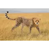 Figuur Schleich WILD LIFE Emane gepard 14746