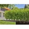 Gardena 13503-20 aiavoolik 25 m maa-alune must