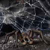 schleich Harry Potter Aragog, 6 eluaastat, Maagilised olendid, Must, Pruun, Valge, Plastik