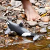 Figuur Schleich WILD LIFE Mõõkvaal