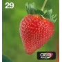 Epson Strawberry Multipack 4-värviline 29 EasyMail, standardmahutavus, must, tsüaan, magenta, kollane, 5,3 ml, 3,2 ml, 1 tk, mitmikpakend