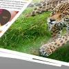 Epson triikimispaberi ülekandepaber - A4 - 10 lehte