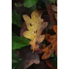 MILC-kaamera Canon EOS R50 Valge 24,2MP 4K Ultra HD