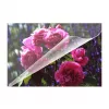 Lamineerimiskile pakk Olympia 9165