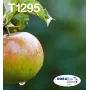 Epson Apple Multipack 4-värvi T129 EasyMail, must, tsüaan, magenta, kollane, 11,2 ml, 7 ml, 1 tk, komplekt
