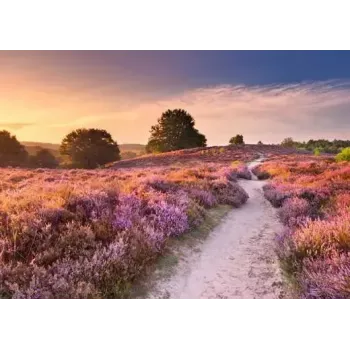 Pusle Ravensburger Pink Pathway Netherlands, 1000 tükki, 700×? mm, 2 mm paks
