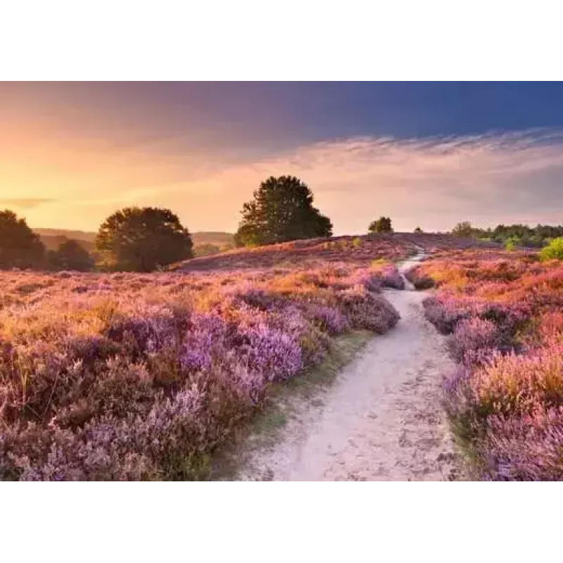 Pusle Ravensburger Pink Pathway Netherlands, 1000 tükki, 700×? mm, 2 mm paks