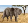 schleich WILD LIFE Aafrika elevant, emane, 3 a, Safari, Metsloomad / seiklusmänguasjad, Mitmevärviline, Plast, 1 tk