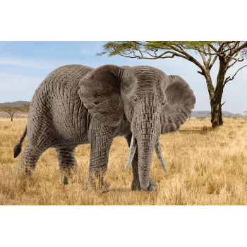 schleich WILD LIFE Aafrika elevant, emane, 3 a, Safari, Metsloomad / seiklusmänguasjad, Mitmevärviline, Plast, 1 tk