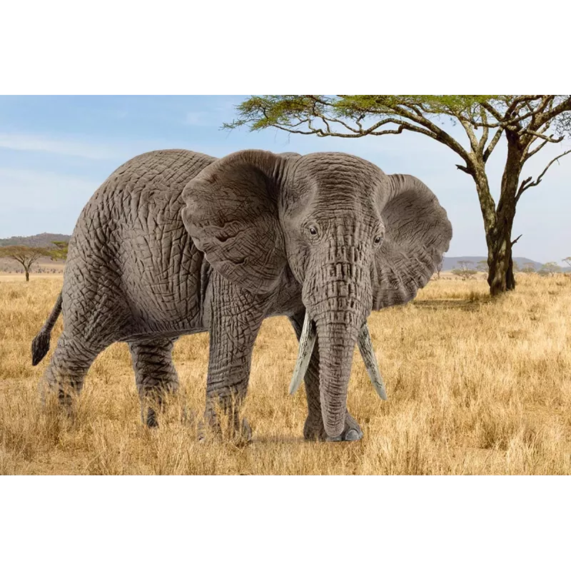 schleich WILD LIFE Aafrika elevant, emane, 3 a, Safari, Metsloomad / seiklusmänguasjad, Mitmevärviline, Plast, 1 tk