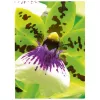 Tindiprinteripaber Avery Premium A4 250g Valge Satiinmatt