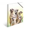Tavaline kaust HERMA Meerkat troop