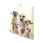 Tavaline kaust HERMA Meerkat troop
