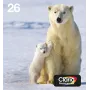 Epson Polar bear Multipack 4-värviline 26 EasyMail, standardtootlus, must, tsüaan, magenta, kollane, pigmendipõhine tint, värvainepõhine tint, 6,2 ml, 4,5 ml
