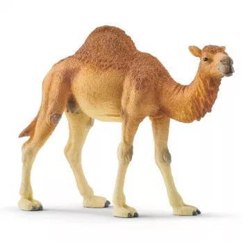 schleich WILD LIFE Dromedar. Soovitatav vanus (min): 3 a, Toote värv: Mitmevärviline, Materjal: Plastik. Toodete arv komplektis: 1 tk