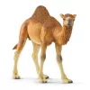 schleich WILD LIFE Dromedar. Soovitatav vanus (min): 3 a, Toote värv: Mitmevärviline, Materjal: Plastik. Toodete arv komplektis: 1 tk