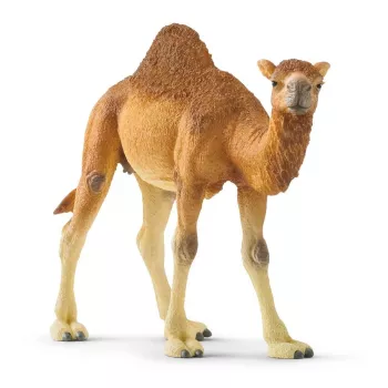 schleich WILD LIFE Dromedar. Soovitatav vanus (min): 3 a, Toote värv: Mitmevärviline, Materjal: Plastik. Toodete arv komplektis: 1 tk