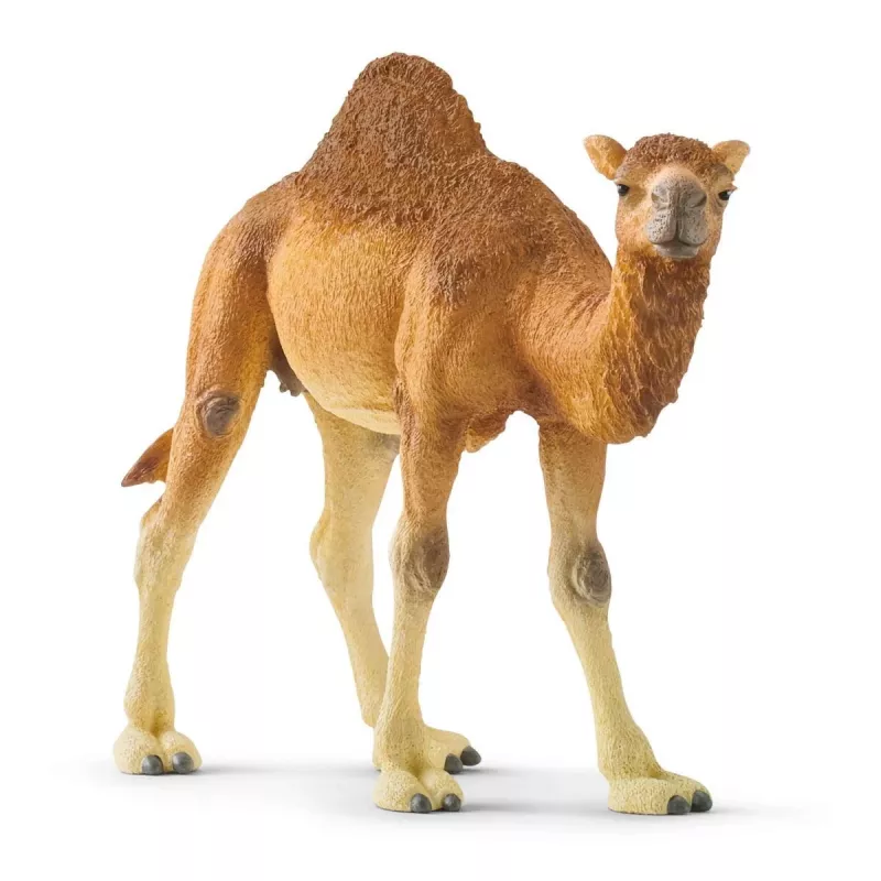 schleich WILD LIFE Dromedar. Soovitatav vanus (min): 3 a, Toote värv: Mitmevärviline, Materjal: Plastik. Toodete arv komplektis: 1 tk