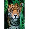 Clementoni High Quality Collection Jaguar in the Jungle Pusle 500 tk Loomad