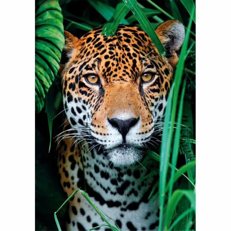 Clementoni High Quality Collection Jaguar in the Jungle Pusle 500 tk Loomad