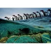 Clementoni Penguins Pusle 1000 tk Loomad