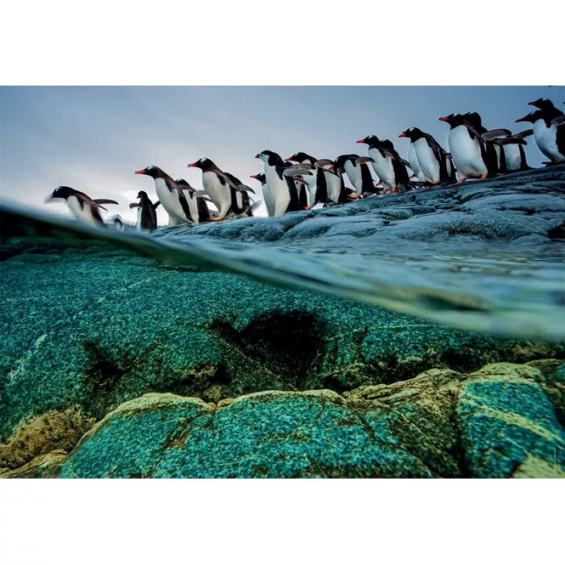 Clementoni Penguins Pusle 1000 tk Loomad