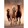 Clementoni Running Horses pusle 1000 tk Loomad