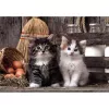 Clementoni High Quality Collection 39943 pusle 1000 tk, Loomad