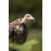 Canon RF 200-800 mm F6.3-9 IS USM Telefoto-objektiiv, must/valge