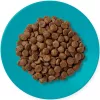 APPLAWS Adult Ocean fish with salmon - kuiv kassitoit - 1,8kg