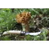 Opinel No. 08 Seenenõel kokkupandav nuga harjaga