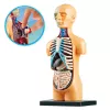 LEAN TOYS Hariduslik Anatoomiline Mudel Inimkeha Organid 32-osaline 4D Vision seeria
