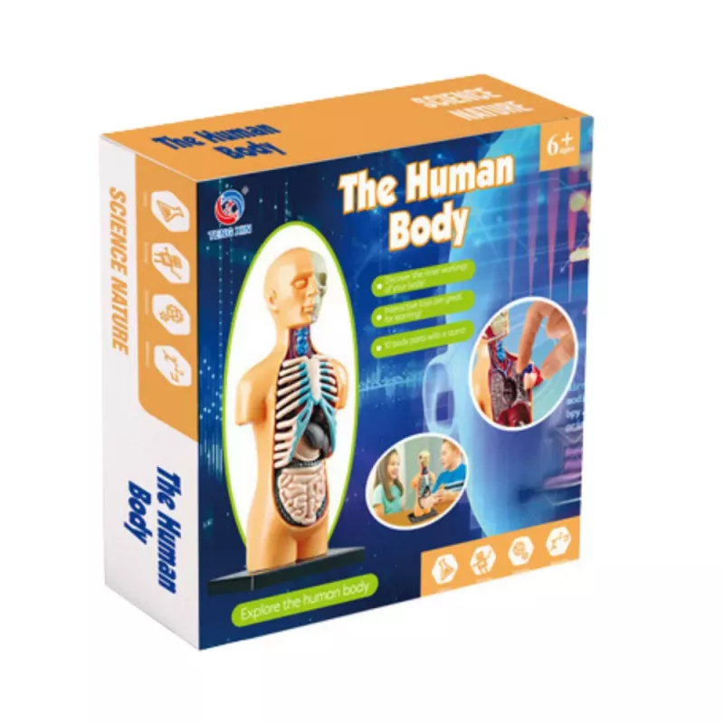 LEAN TOYS Hariduslik Anatoomiline Mudel Inimkeha Organid 32-osaline 4D Vision seeria