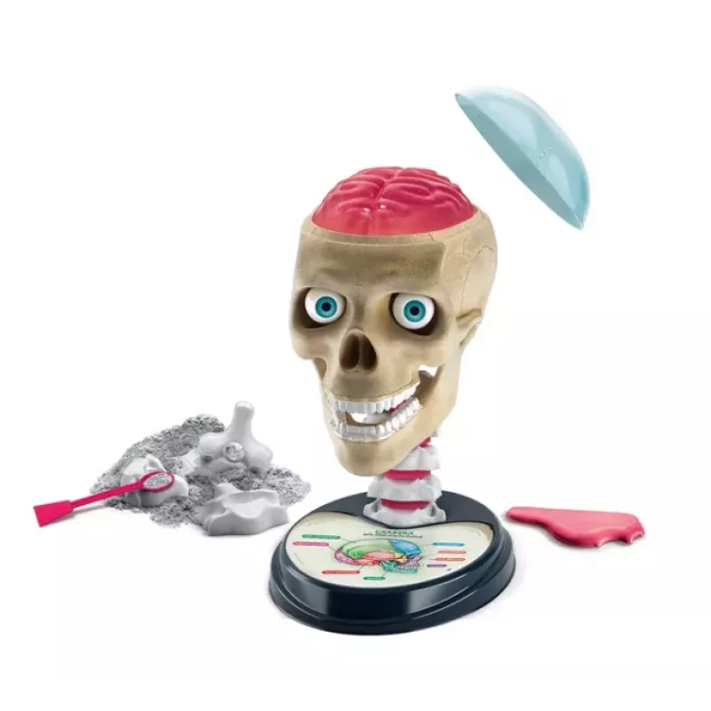 Clementoni Scientific Fun Crazy Anatomy Kit - poola keel - 50697