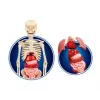 Science Fun Human Body Poola keeles Clementoni 60249