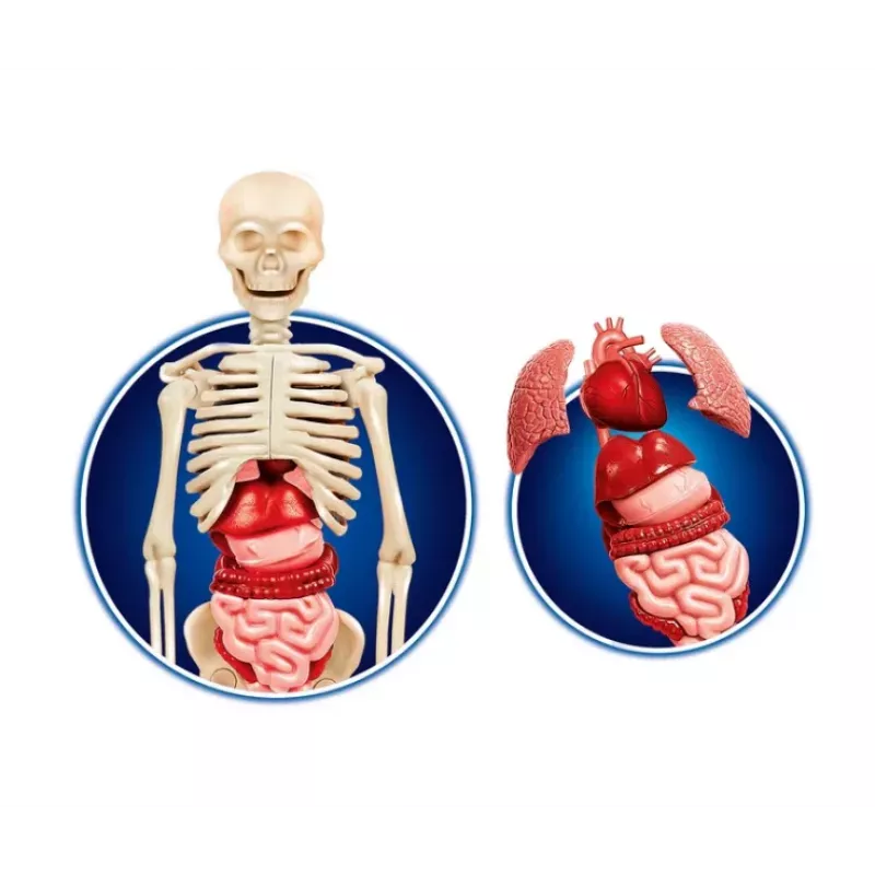 Science Fun Human Body Poola keeles Clementoni 60249